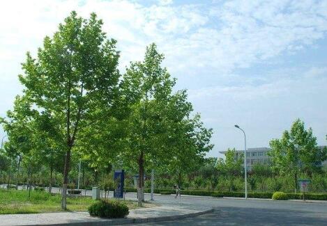 2020年重庆文化艺术职业学院办学条件是多少？