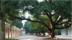 湛江幼儿师范专科学校2020有哪些专业及什么专业好