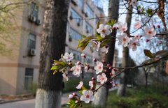 山东省临沂卫生学校2019招生简章及计划