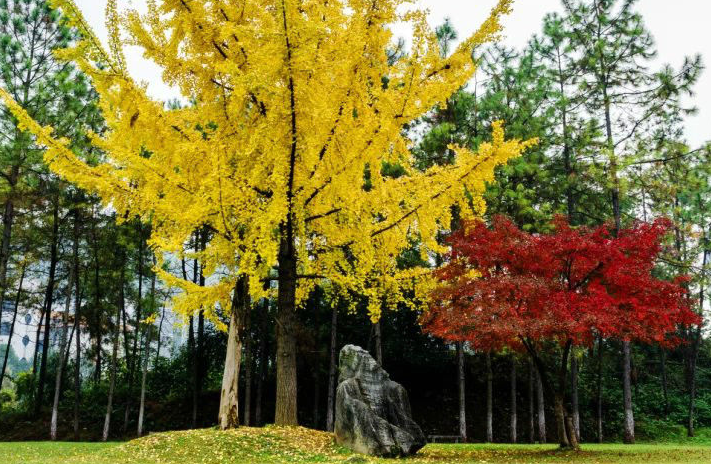 吉首大学师范学院