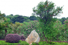 长沙师范学院学前教育系2019有哪些专业及什么专业好