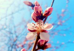 铁岭师范高等专科学校有哪些专业及什么专业好