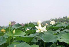 铁岭师范高等专科学校地址在哪里