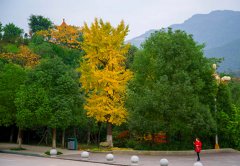 铁岭师范高等专科学校2019招生简章及计划