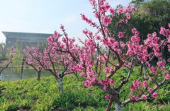 上海震旦职业学院2020报名时间及报名方式
