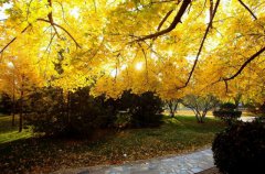 天津中医药大学2019招生录取分数线