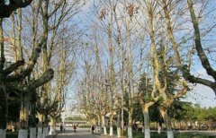 中国石油大学胜利学院2020年山东幼师排名解读