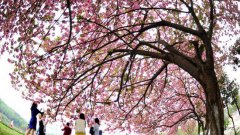 吉首大学医学院2019年湖南卫校排名解读