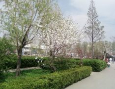 德州科技职业学院教育学院2020招生简章及计划
