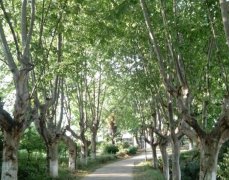 临沂大学教育学院2020年山东幼师排名解读
