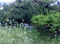 上海交通大学医学院2019招生简章及计划