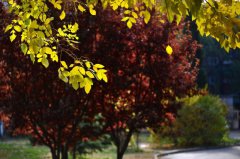天津中医药大学2019招生简章及计划