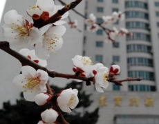 吉林大学白求恩医学部招生老师QQ及电话