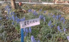 大理大学医学院护理学专业的基本信息