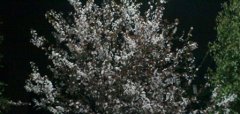 大理大学医学院药学专业的基本信息