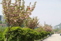 大理大学医学院2019有哪些专业及什么专业好