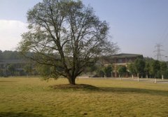 重庆护理职业学院2019招生录取分数线
