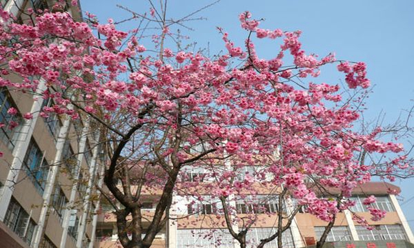保山技师学院校园春花