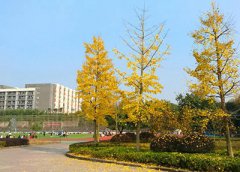 自贡舞蹈学校是民办学校还是公办学校？